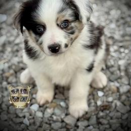 Toto - male Toy Australian Shepherd puppy in El Dorado Springs, Missouri from HP Aussie Kennels