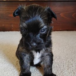 Jasper - Red sable male Havanese puppy in Kinston, North Carolina from Court Jester Havanese and Prissy Diva Russian Salon Dogs