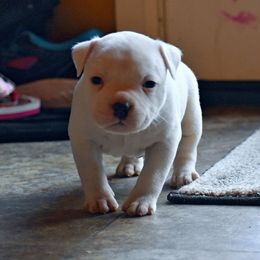 American Bully Puppies from Dark Water Bullies