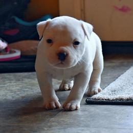 American Bully Puppies from Dark Water Bullies