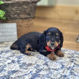 AKC Meet Cooper :) - Black and tan male Dachshund puppy in Centerville, Iowa from Barnyard Dachshunds, Dals & Doodles