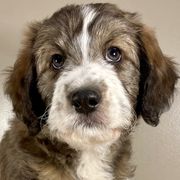 Butter Pecan - Brindle Bordoodle puppy in Lake Benton, Minnesota from Breezy Ridge Bordoodles