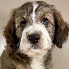 Butter Pecan - Brindle Bordoodle puppy in Lake Benton, Minnesota from Breezy Ridge Bordoodles