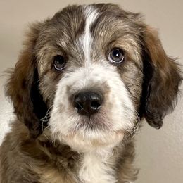 Butter Pecan - Brindle Bordoodle puppy in Lake Benton, Minnesota from Breezy Ridge Bordoodles