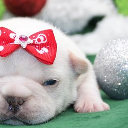 Feliz - Cream female French Bulldog puppy in West Plains, Missouri from Must Be Frenchies & Crown Of Curls Bolonka