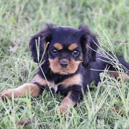 Naiya - Black and tan female Cavapoo puppy in Lawton, Oklahoma from Lindsey’s Cavies