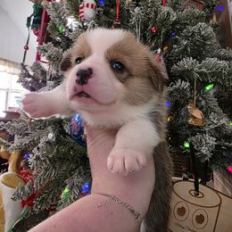 Fennekin - Red female Pembroke Welsh Corgi puppy in Macon, Georgia from Middle Georgia Saints and Corgis