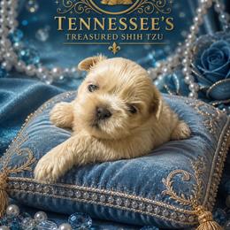 Boy 5 - Cream and white male Shih Tzu puppy in Bethpage, Tennessee from Tennessee's Treasured Shih Tzus