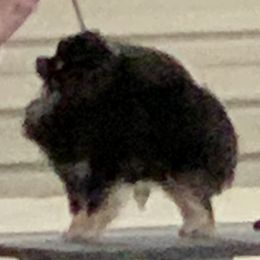 Pearl - Pomeranian