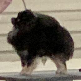 Pearl - Pomeranian