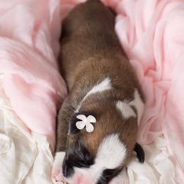 Boxer Puppies from Hawk Creek Boxers