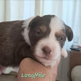 Boy 3 - Red tri-color male Miniature American Shepherd puppy in Elgin, Oregon from LongMile Aussies