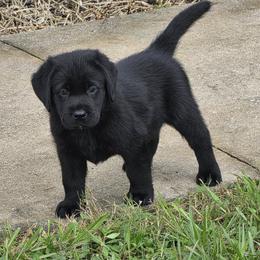 Red girl - Black female Labrador Retriever puppy in Fort Myers, Florida from Big Cypress labradors