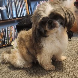 Tater - Shih Tzu