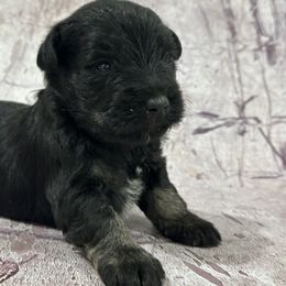 Boy 1 - Wheaten male Miniature Schnauzer puppy in Lebanon, Oregon from LJ Mini Schnauzers