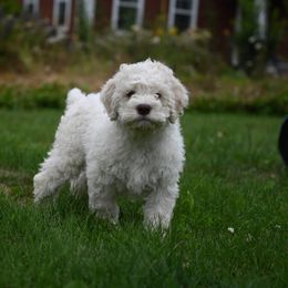 Lagotto Romagnolo Puppies from Northwest Lagotto
