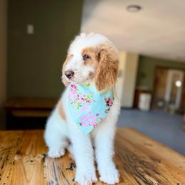 Charlotte (Lottie) - Red Parti - Red female Bernedoodle puppy in Lookout, California from Remington Kennels, LLC