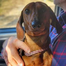 Blueprint Something In The Orange MS Neo - Red male Dachshund puppy in Mountain Grove, Missouri from Blueprint K9 Dachshunds- www.BlueprintK9.com