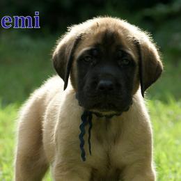 Australian Shepherds, Mastiffs, and Miniature American Shepherds from Ashber Farm