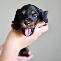 Pumpernickel - Black and tan male Dachshund puppy in Youngstown, Florida from Paradox Dachshunds