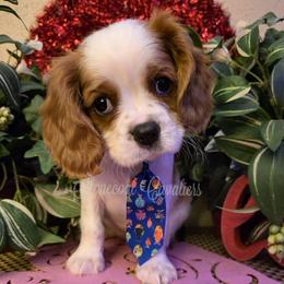Icey - Blenheim male Cavalier King Charles Spaniel puppy in Kermit, West Virginia from Stonecoal Cavaliers