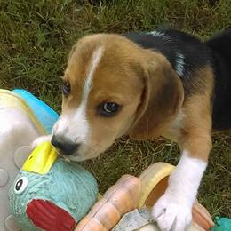 Beagles from Karway Beagles