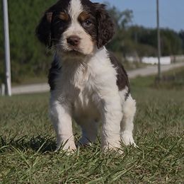 Doc - Liver and white male English Springer Spaniel puppy in Lake City, Florida from Patriot Springer Spaniels