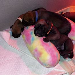 Fusa - Red fawn female Bullmastiff puppy in Cedar Creek, Texas from Burns Family Ranch " BFR Bullies"