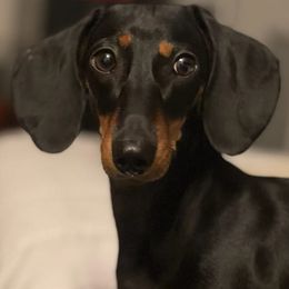 Dachshunds from Nursing Home in Winter Haven