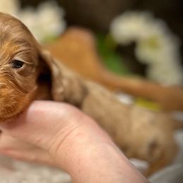 Girl 1 - Dapple Dachshund puppy in North Port, Florida from Jessica Louise Dachshunds