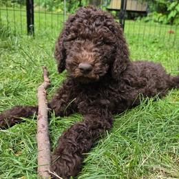 Truffle - Brown female Poodle puppy in Clayton, Washington from Short Legs & Curly Wags LLC