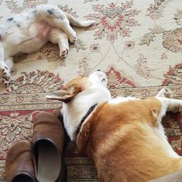 American Corgi, Cardigan Welsh Corgi, and Pembroke Welsh Corgi Puppies from Enok Corgis