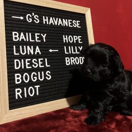 Luna - Black female Havanese puppy in Kansas City, Missouri from G's Havanese