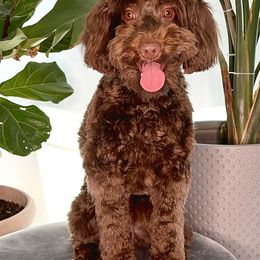 Hershey - Australian Labradoodle