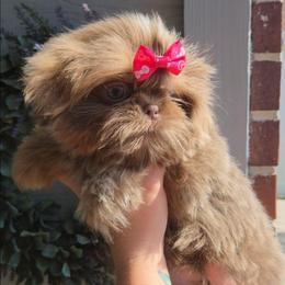 Kit Kat - Lilac female Shih Tzu puppy in Jenks, Oklahoma from Northstar Shih Tzu