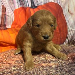 Red collar, girl - Red  female Goldendoodle puppy in Colorado Springs, Colorado from Pikes Peak Doodles