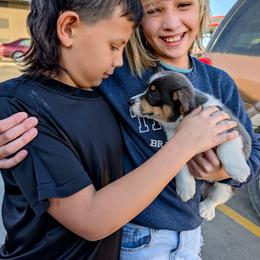 Holly McClain - Gray and white female American Corgi puppy in Shawnee, Oklahoma from Sunray Ranch