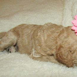 Goldendoodle and Poodle Puppies from David & Patricia Elliott