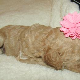 Goldendoodle and Poodle Puppies from David & Patricia Elliott