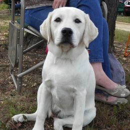 Labrador Retrievers from MayCroft Labradors