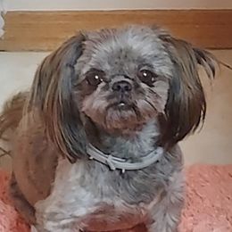 Coco puff  - Shih Tzu