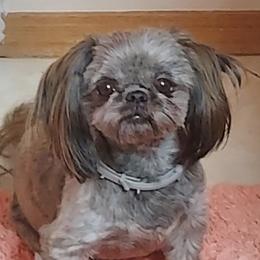 Coco puff  - Shih Tzu