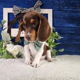 Bucky - Brown white and tan male Beagle puppy in Pottersville, Missouri from Lovan's Spring Creek Kennel