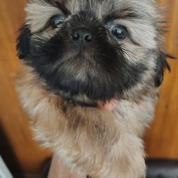 Abraham - Abe - now Artie - Tricolor male Shih Tzu puppy in Palmyra, New York from Karen's Tzus of Palmyra-Macedon