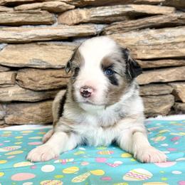Orion - Blue merle male Australian Shepherd puppy in Red Springs, North Carolina from Julia Rose Ranch