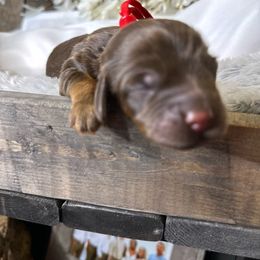 Bear - Brown and tan Cockapoo puppy in Lake Tansi, Tennessee from Davis cockapoos
