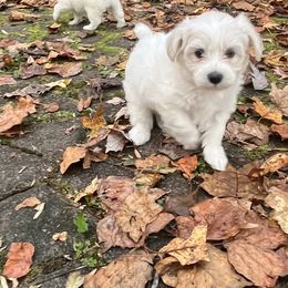 Companion Cross Puppies from SOMD Maltichon