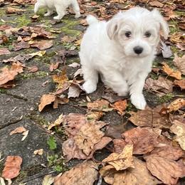 Companion Cross Puppies from SOMD Maltichon