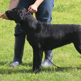 Labrador Retriever All Grown Up from Royal Ridge Labs