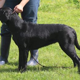 Labrador Retriever All Grown Up from Royal Ridge Labs